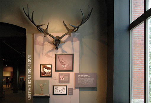 skull and antlers of the Irish Elk