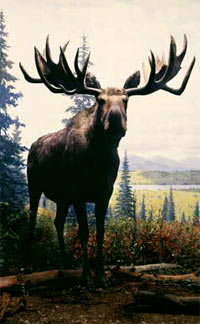 photo of moose diorama