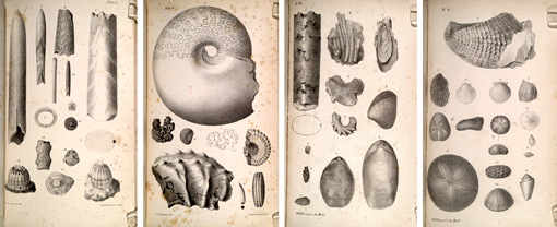 illustrations of fossil invertebrates