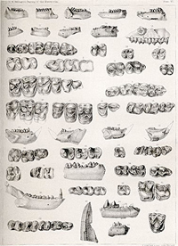 Lithograph showing fossil mammals