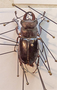 pinned specimen of a stag beetle