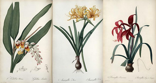 three illustrations by Redouté of lilies from Les Liliacées
