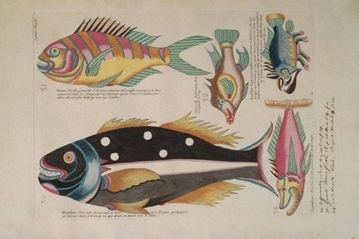 plate from Renard's Fish, crayfishes and crabs that shows five colorful fishes