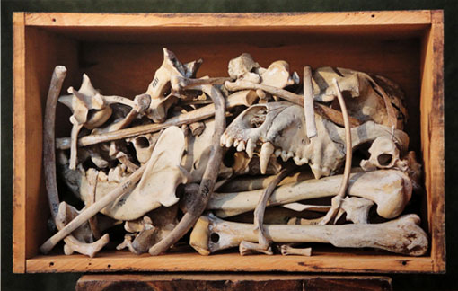 box containing a jumble of bones from and Inuit sled dog