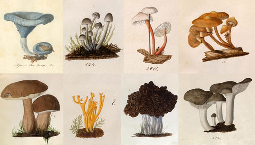 drawings of mushrooms by Lewis David von Schweinitz
