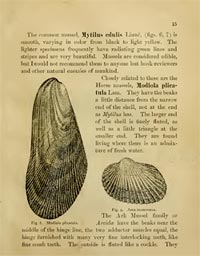 Page from Shells of the Jersey Shore (1891) showing common mussels.
