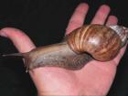 photo of giant african snail on a hand