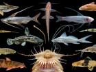 photo showing the diversity of catfish