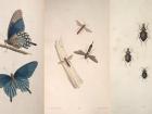 three plates of insect illustrations from American Entomology