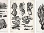 illustrations of fossil mammals