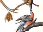 Audubon's illustration of two passenger pigeons