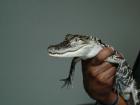 baby alligator held by live animal keeper