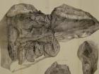 illustration of Basilosaurus fossil