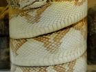 photo of bushmaster snake specimen
