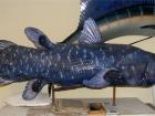 the cast of the coelacanth