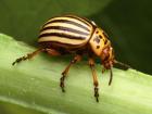 photo of a colorado potato beetle