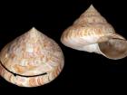two views of a marine snail shell