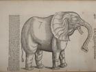 antique illustration of an elephant