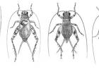 illustration of four crickets