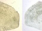 micrograph of fish scales from 1874 and 2010