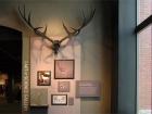 skull and antlers of the Irish Elk