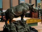plaster cast of James Lippitt Clark's rhino sculpture in the Academy's Library