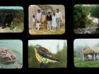 six lantern slides picturing remote people, places and animals