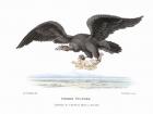 early 19th century illustration of a condor carrying off a human infant