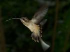 photograph of Long-taled Hermit hummingbird by Brian Gratwicke
