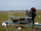 photo of scientist with a wetlands surface elevation table