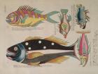 plate from Renard's Fish, crayfishes and crabs that shows five colorful fishes