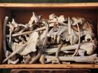 box containing a jumble of bones from Robert Peary's sled dogs