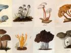 drawings of mushrooms by Lewis David von Schweinitz