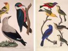 bird illustrations from Wilson's American Orthithology