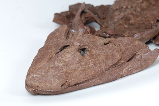 photo of a fossil of Tiktaalik