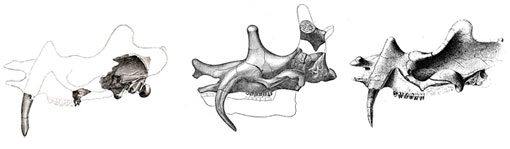 illustration of uintathere skulls