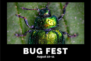 bug fest with close up of metallic green beetle with purple legs