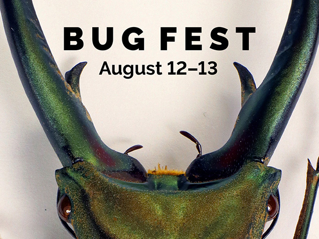 overhead view of beetle with pinchers outstretched bug fest august 12-13