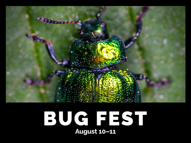 bug fest with close up of metallic green beetle with purple legs