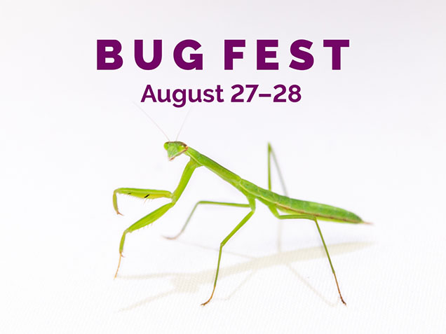 bug fest august 27-28 photo of green mantis