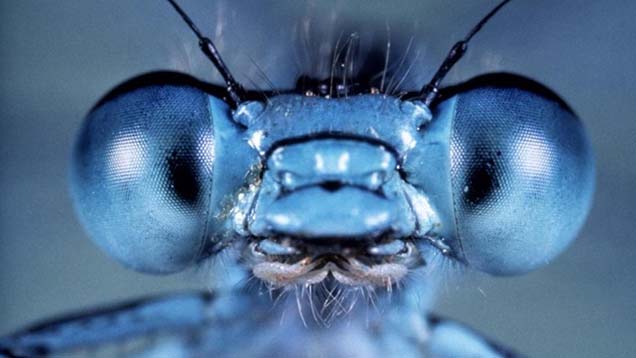 up close picture with blue bug with giant eyes