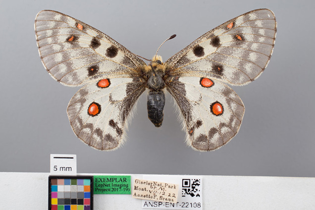A grey butterfly with red dots on its wings.