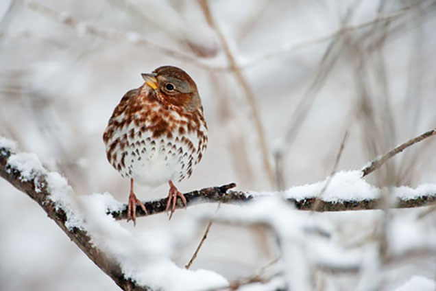 fox sparrow brown and white bird on snowy branch Photo © Johann Schumacher/VIREO