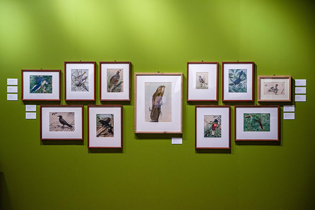 a dozen bird images in frames on a green wall