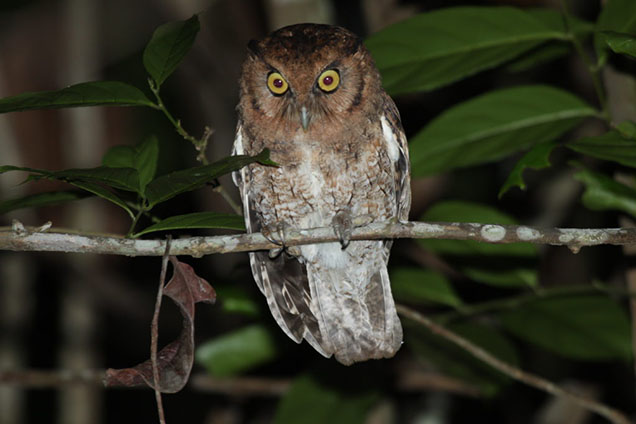 owl with yellow eyes sitting on branch in front of green leaves photo by gustavo malacco