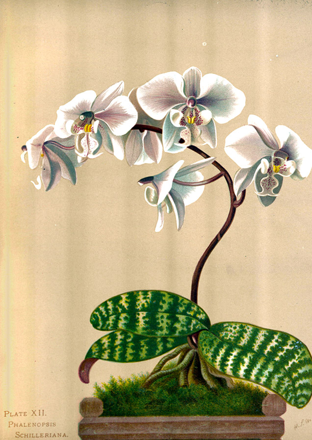 illustration of white orchids with green pedals