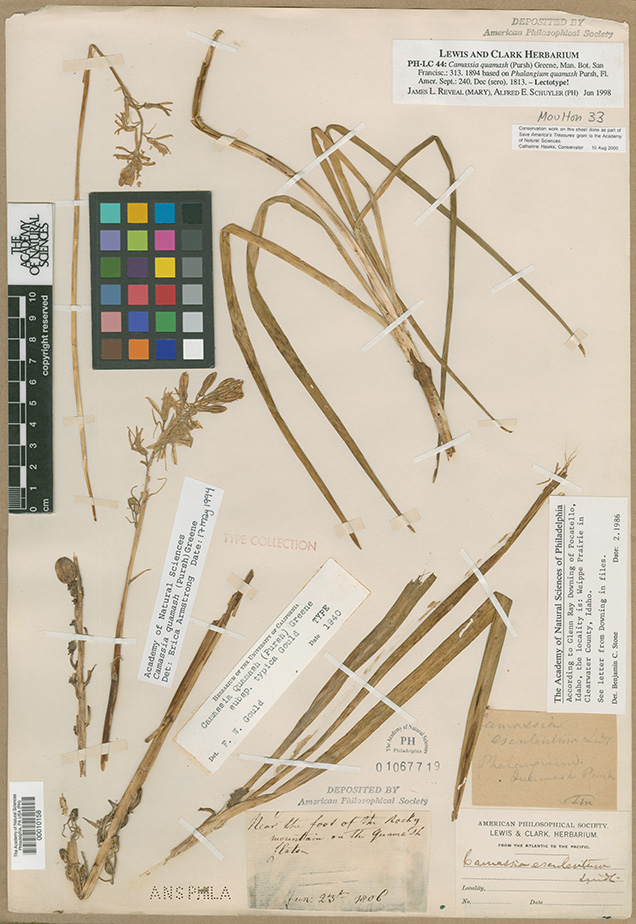 mounted plant specimen of a camas root collected by lewis and clark