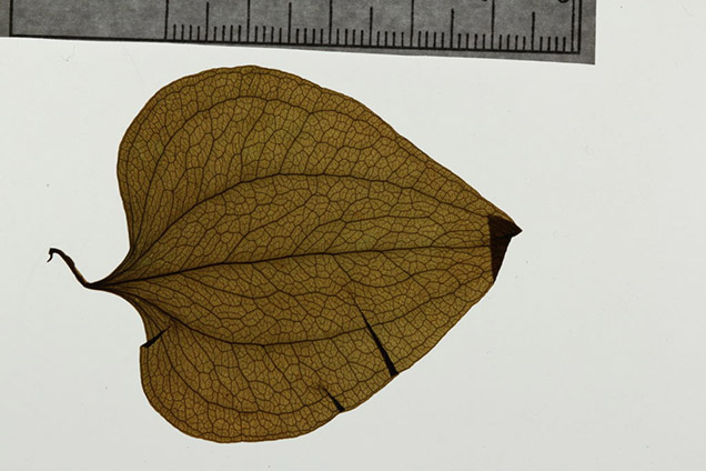 pressed plant leaf on white background