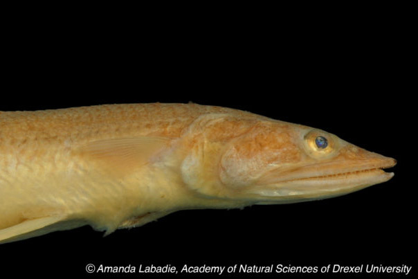 syondus bondi fish specimen