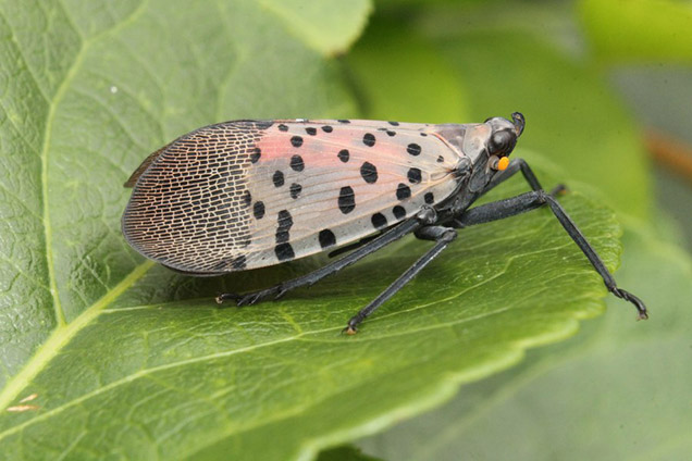 spotted lanternfly black bug with pink and black wings